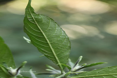 Strobilanthes aurita